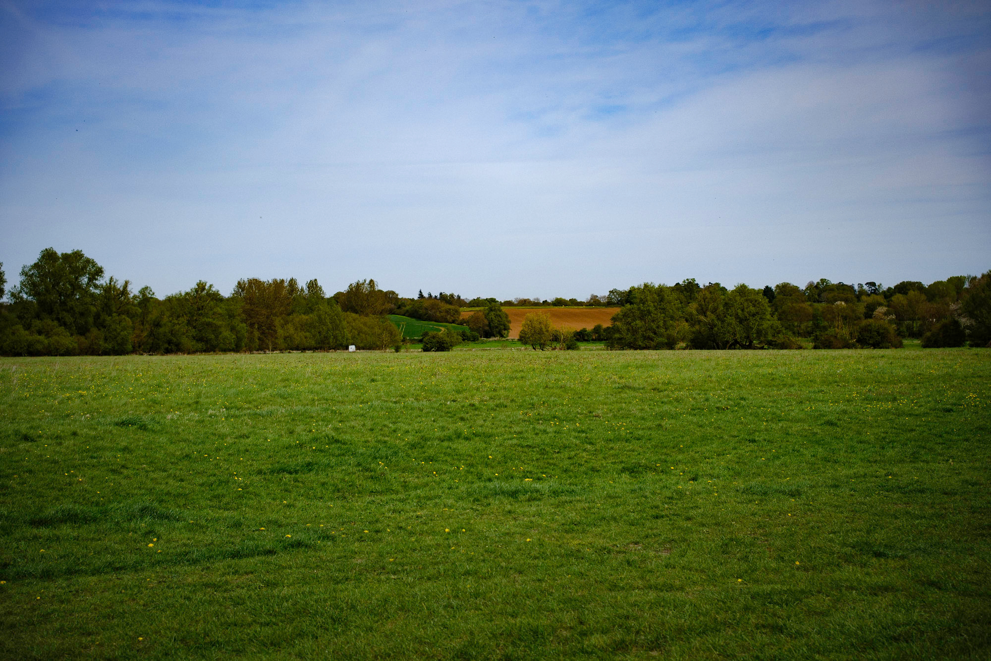 a field in Dedham, filled with green grass and trees in the background